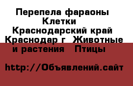 Перепела фараоны. Клетки. - Краснодарский край, Краснодар г. Животные и растения » Птицы   
